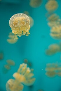 梦幻水母在水中悠然游动