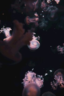 梦幻水母在水中轻盈舞动