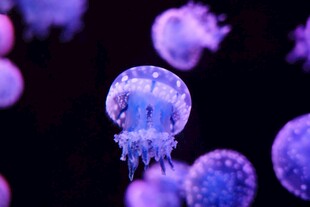 梦幻紫色水母灵动瞬间
