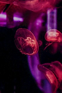 梦幻紫色水母灵动画面