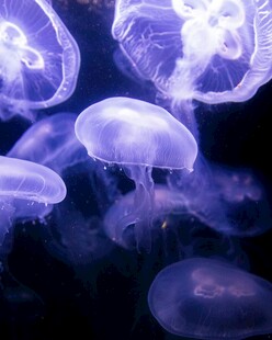 梦幻紫色水母群