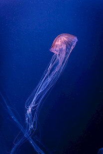 深海中的梦幻水母