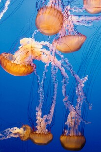 梦幻水母在蓝色海洋中游动
