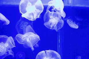 梦幻水母在蓝色水中游动
