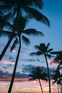 夕阳下的椰林美景