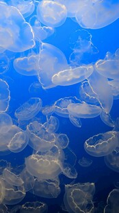 梦幻水母在蓝色海洋中游动