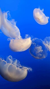梦幻水母在蓝色海洋中游动