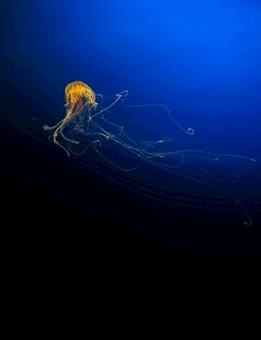 深海中的梦幻水母