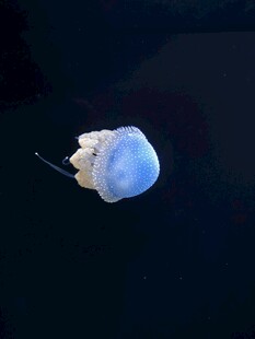梦幻蓝色水母在水中游动