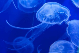 梦幻蓝色水母在水中游动