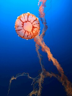 深海中的绚丽水母