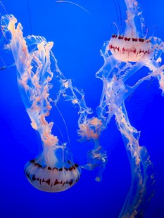 梦幻水母在蓝色海洋中游弋