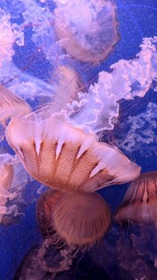 梦幻水母在水中飘逸