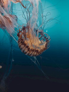 深海中的梦幻水母