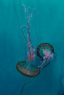 蓝色海水中的梦幻水母