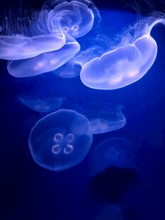 梦幻水母在深海中游动