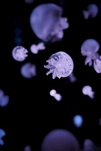 梦幻紫色水母在水中游动