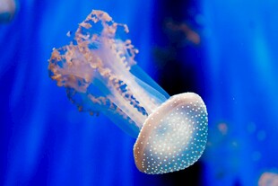 梦幻水母在蓝色水中游动