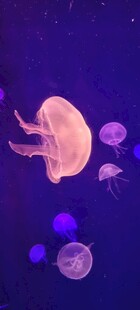 梦幻水母在紫色海洋中游动