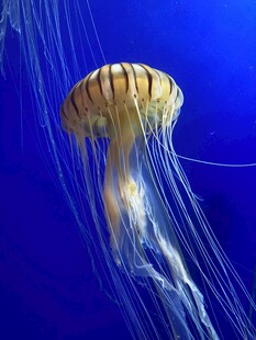 梦幻水母在蓝色海洋中游动