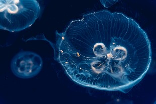 梦幻蓝色水母特写