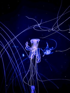 梦幻水母在水中飘逸游动