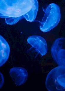 梦幻蓝色水母群