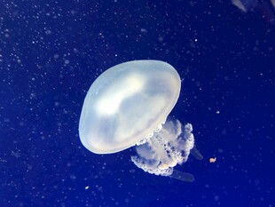 透明水母在蓝色海洋中游动