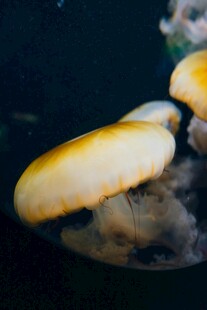 水中游动的黄色水母