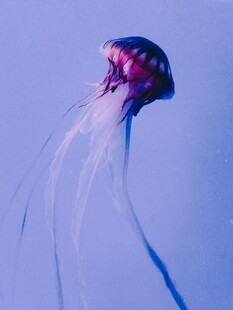 梦幻紫水母在水中飘逸