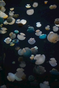 水母
