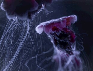 梦幻水母舞动瞬间