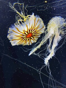 梦幻水母绽放海底世界