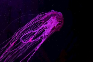 梦幻紫色水母在水中摇曳
