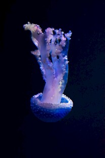 梦幻水母绽放绚丽光彩