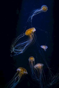 梦幻水母在深海中飘逸