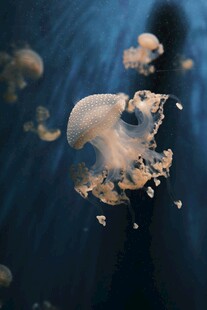 梦幻水母在水中优雅游动