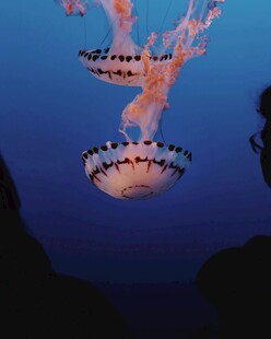 深海中的梦幻水母
