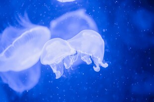 梦幻水母在蓝色海洋中游弋