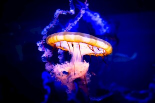 梦幻发光水母