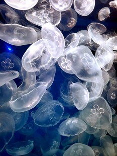 梦幻水母群在水中漂浮