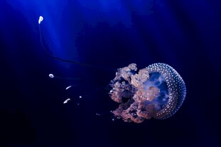 梦幻水母在深海中飘逸