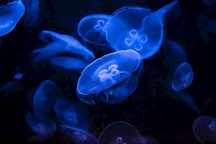 梦幻蓝色水母群