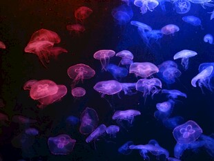 梦幻水母在水中绚丽舞动