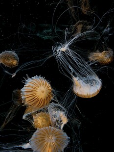 梦幻水母在水中飘逸游动