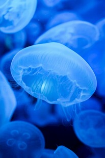 梦幻蓝色水母群