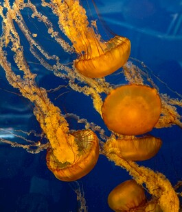 水中游动的橙色水母