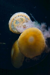 梦幻水母水中优雅舞动