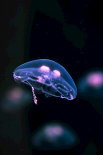 梦幻水母在水中轻盈游动