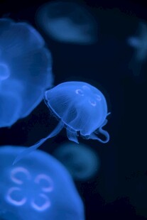 梦幻水母在水中悠然游动